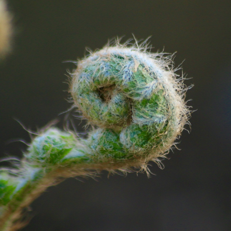 Golden Scaled Male Fern in the GardenTags plant encyclopedia