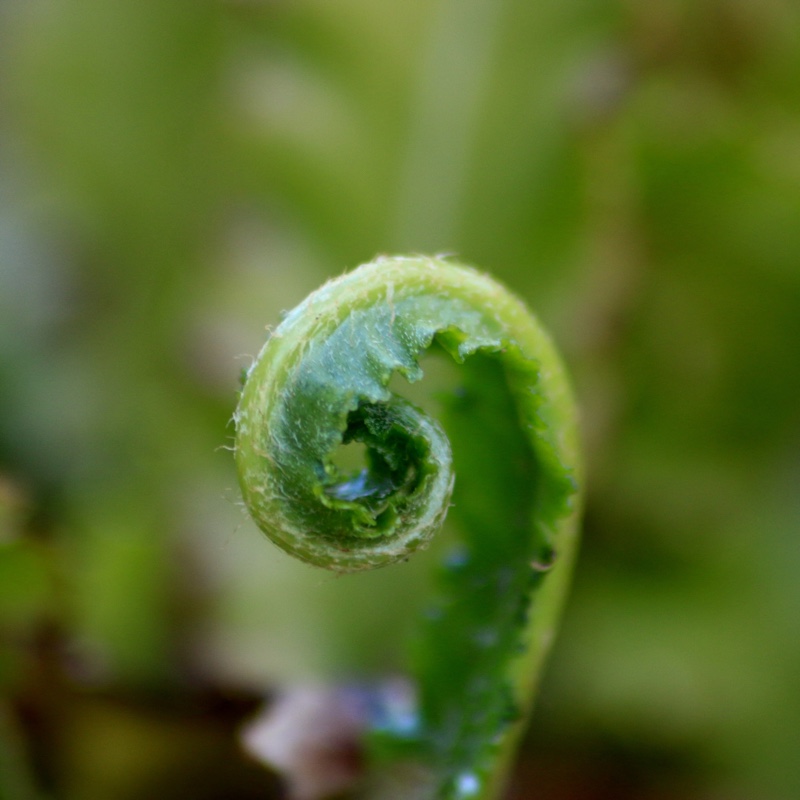 Cut-Leaved Harts Tongue Fern in the GardenTags plant encyclopedia