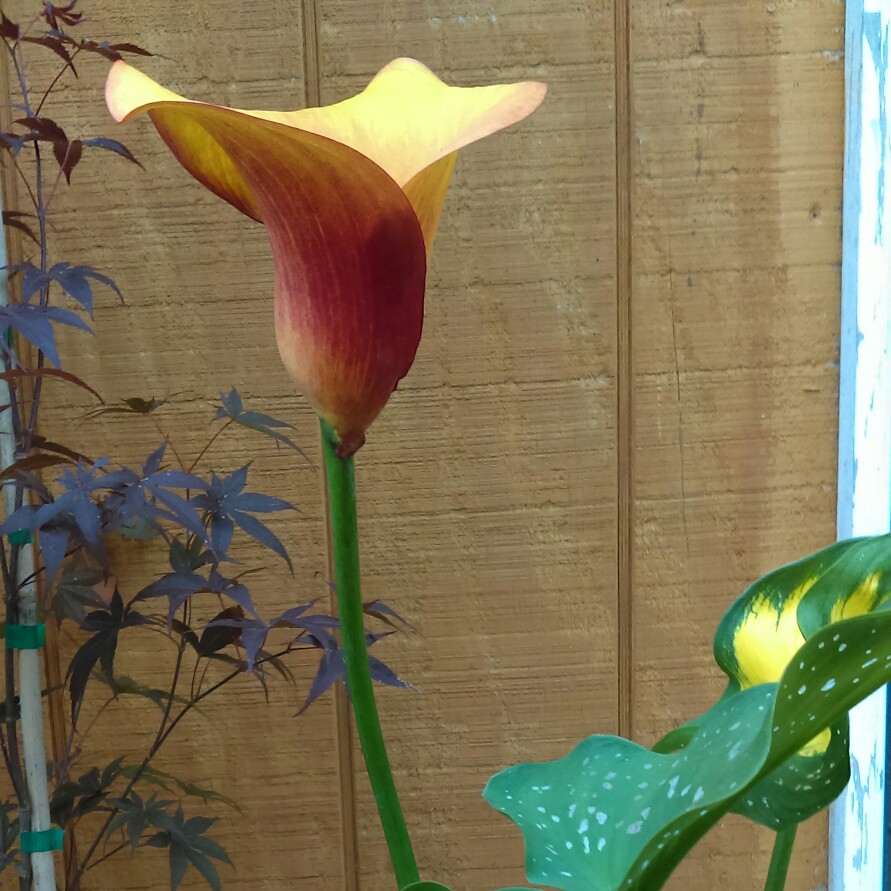 Calla Lily Sun Sprinkles in the GardenTags plant encyclopedia