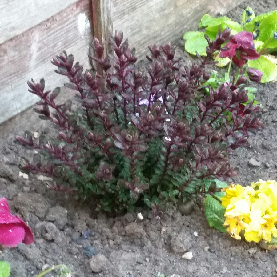 Shrubby Veronica Claret Crush in the GardenTags plant encyclopedia