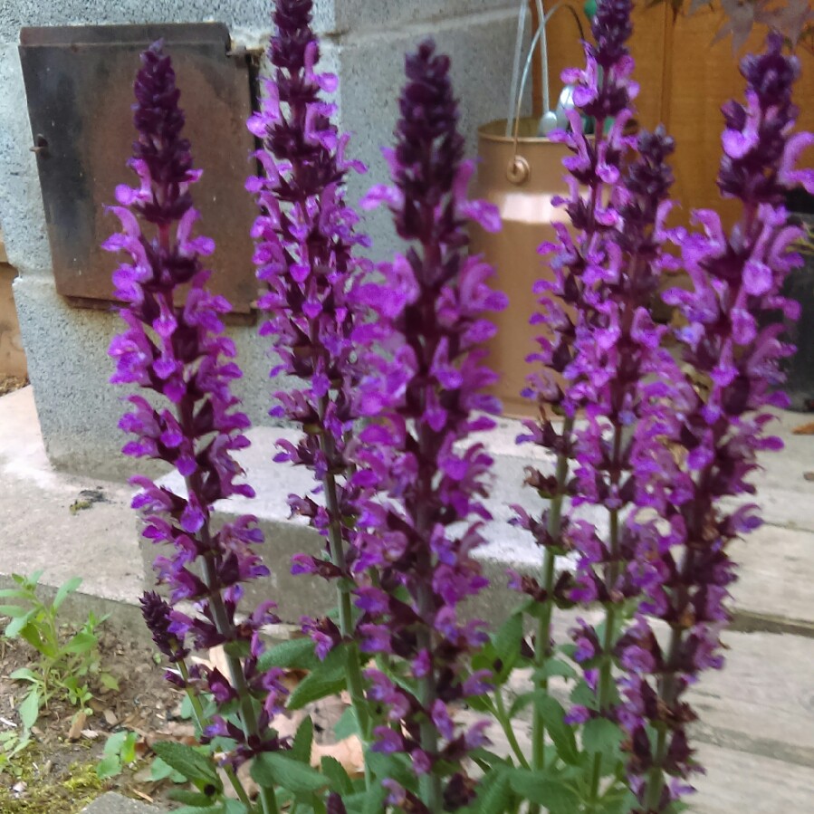 Balkan Clary Sage New Dimension Rose in the GardenTags plant encyclopedia