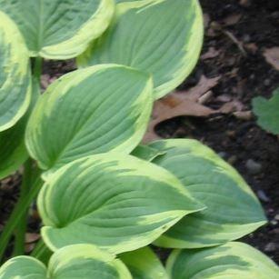 Plantain Lily Wide Brim in the GardenTags plant encyclopedia