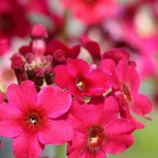 Japanese Primrose Millers Crimson in the GardenTags plant encyclopedia