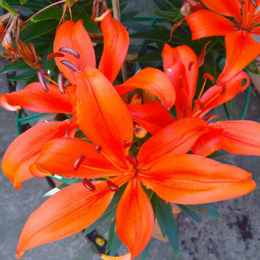 Lily Orange Matrix (Asiatic) in the GardenTags plant encyclopedia