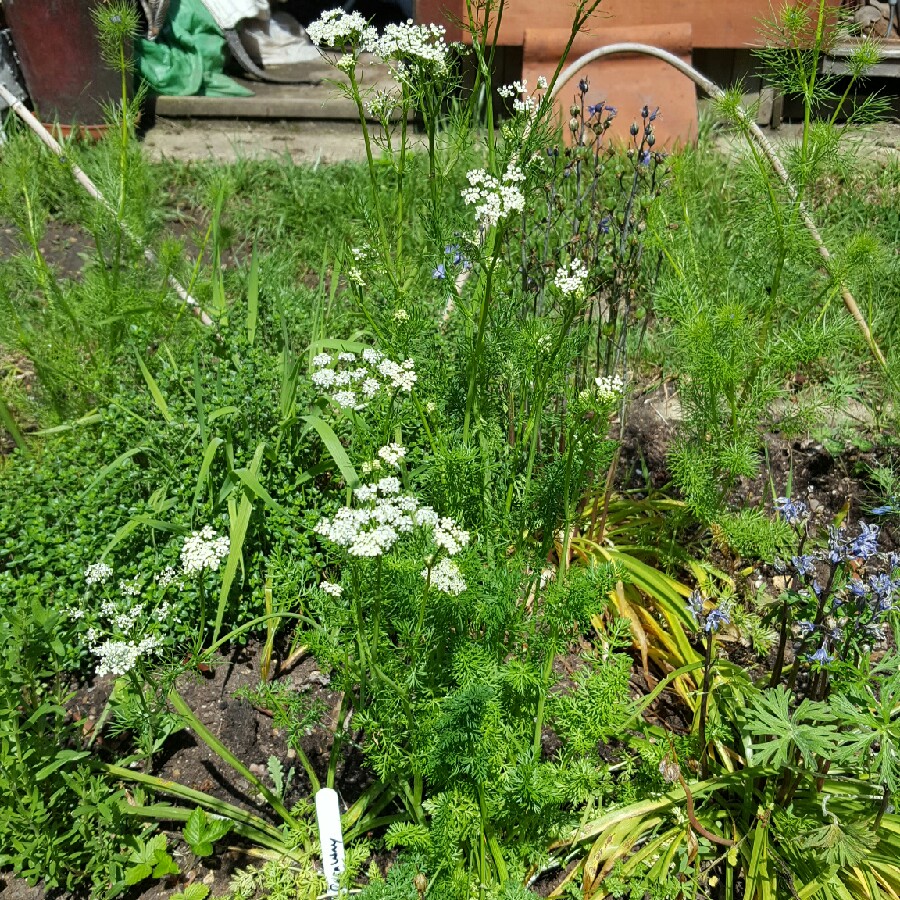 Caraway in the GardenTags plant encyclopedia