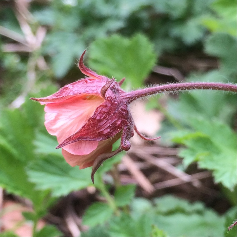 Water Avens in the GardenTags plant encyclopedia