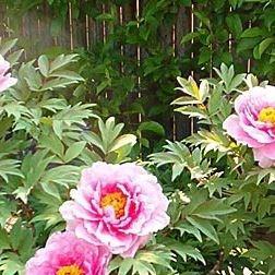 Tree Peony Yachiyo-tsubaki in the GardenTags plant encyclopedia