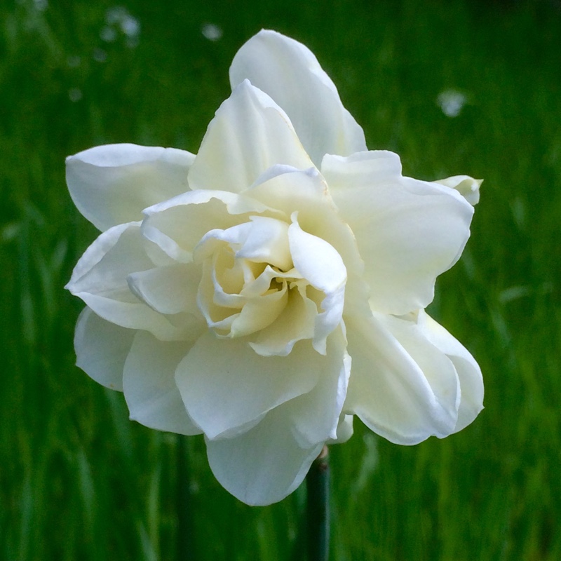 Daffodil Rose of May (Double) in the GardenTags plant encyclopedia