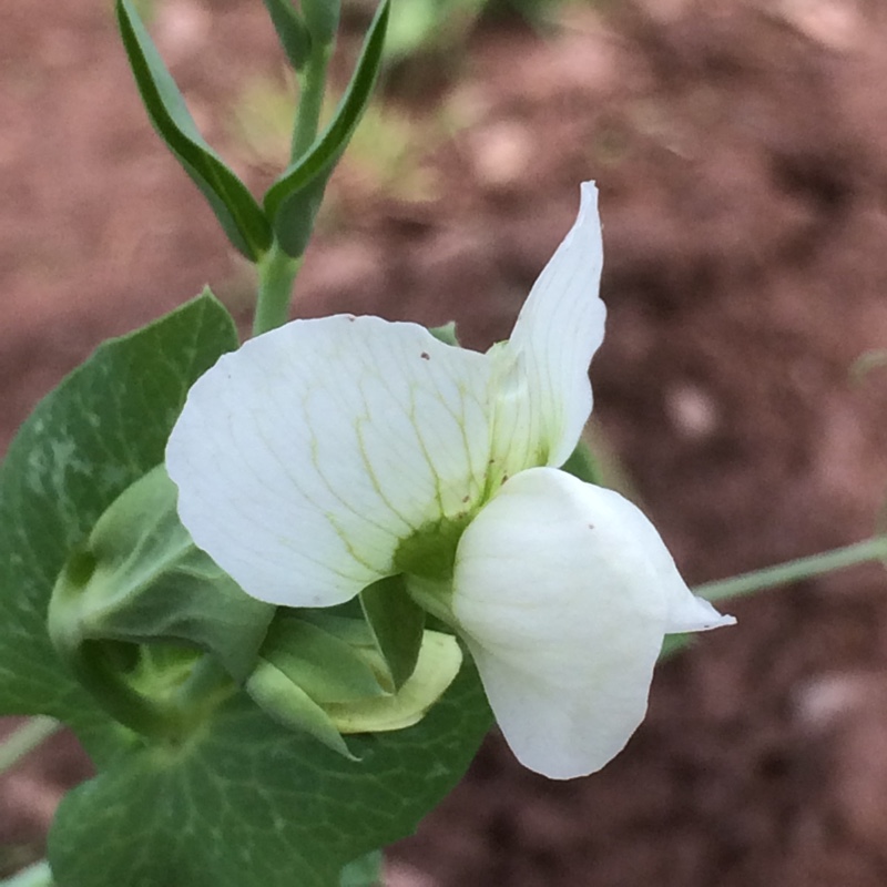 Pea Ambassador in the GardenTags plant encyclopedia