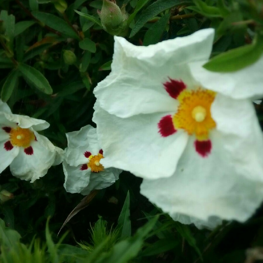 Cistus Blanche in the GardenTags plant encyclopedia