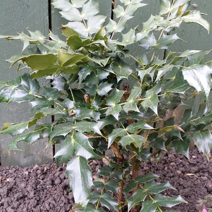 Beales Mahonia in the GardenTags plant encyclopedia