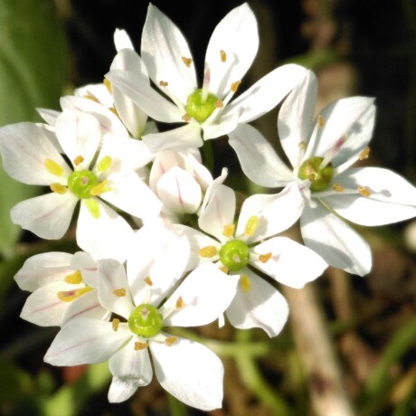 Allium subvillosum syn. Allium subhirsutum subsp. subvillosum, Allium ...