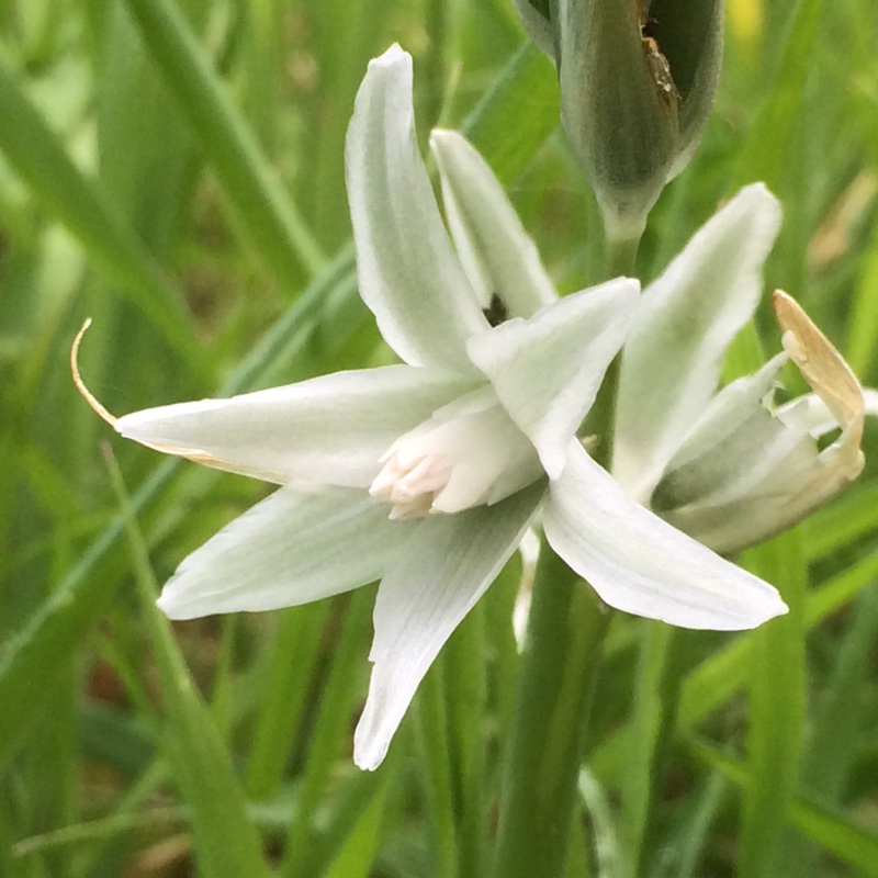 Drooping Star of Bethlehem in the GardenTags plant encyclopedia