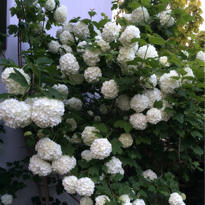 Viburnum Eskimo in the GardenTags plant encyclopedia