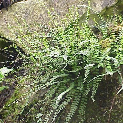 Maidenhair Spleenwort in the GardenTags plant encyclopedia