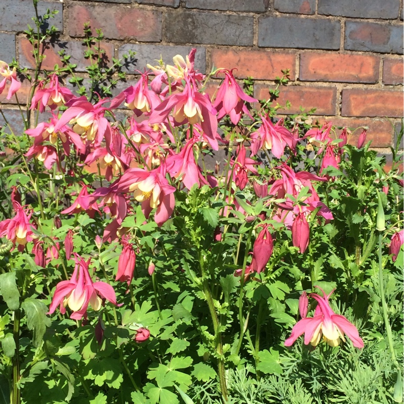 Columbine Rose Ivory in the GardenTags plant encyclopedia