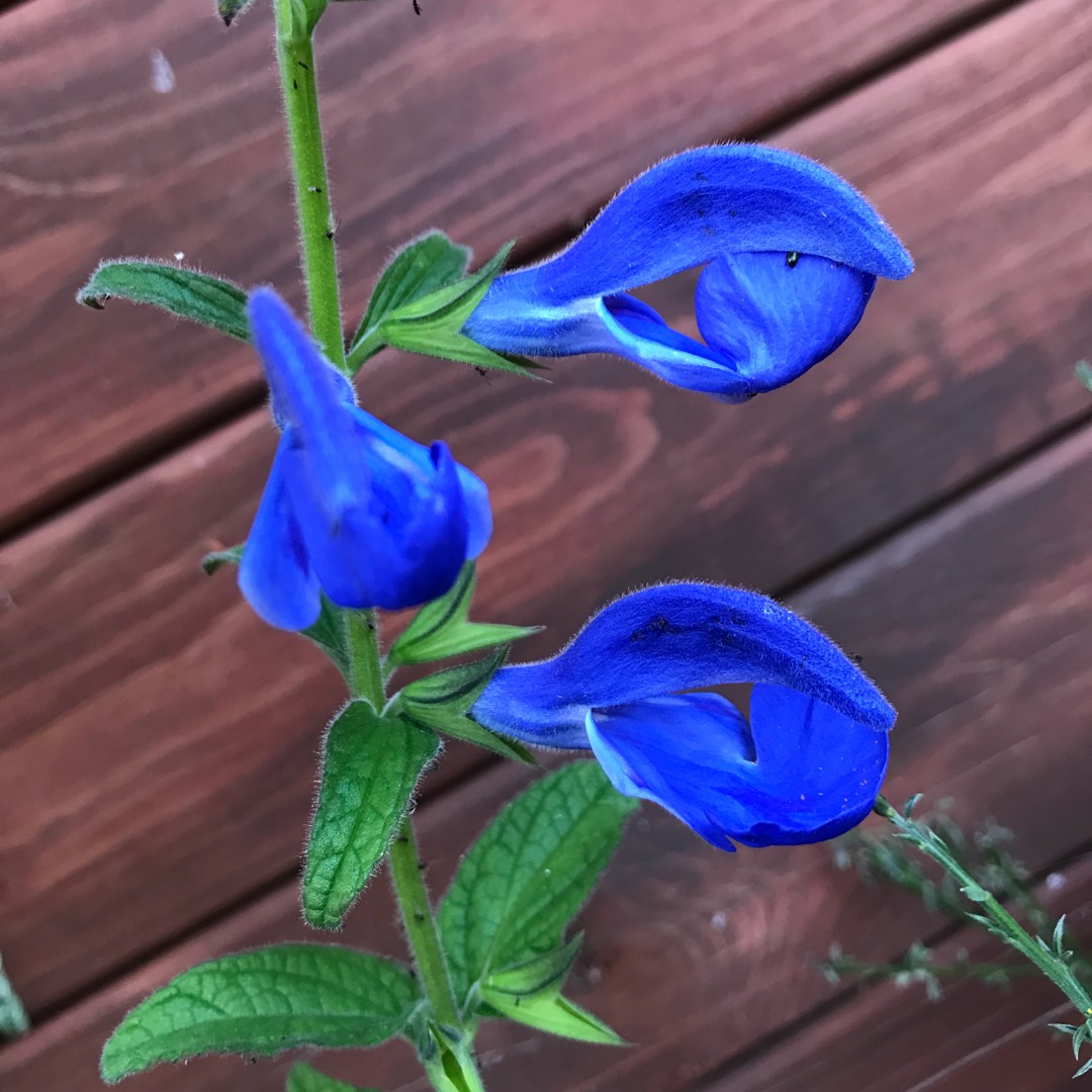 Salvia Cambridge Blue in the GardenTags plant encyclopedia