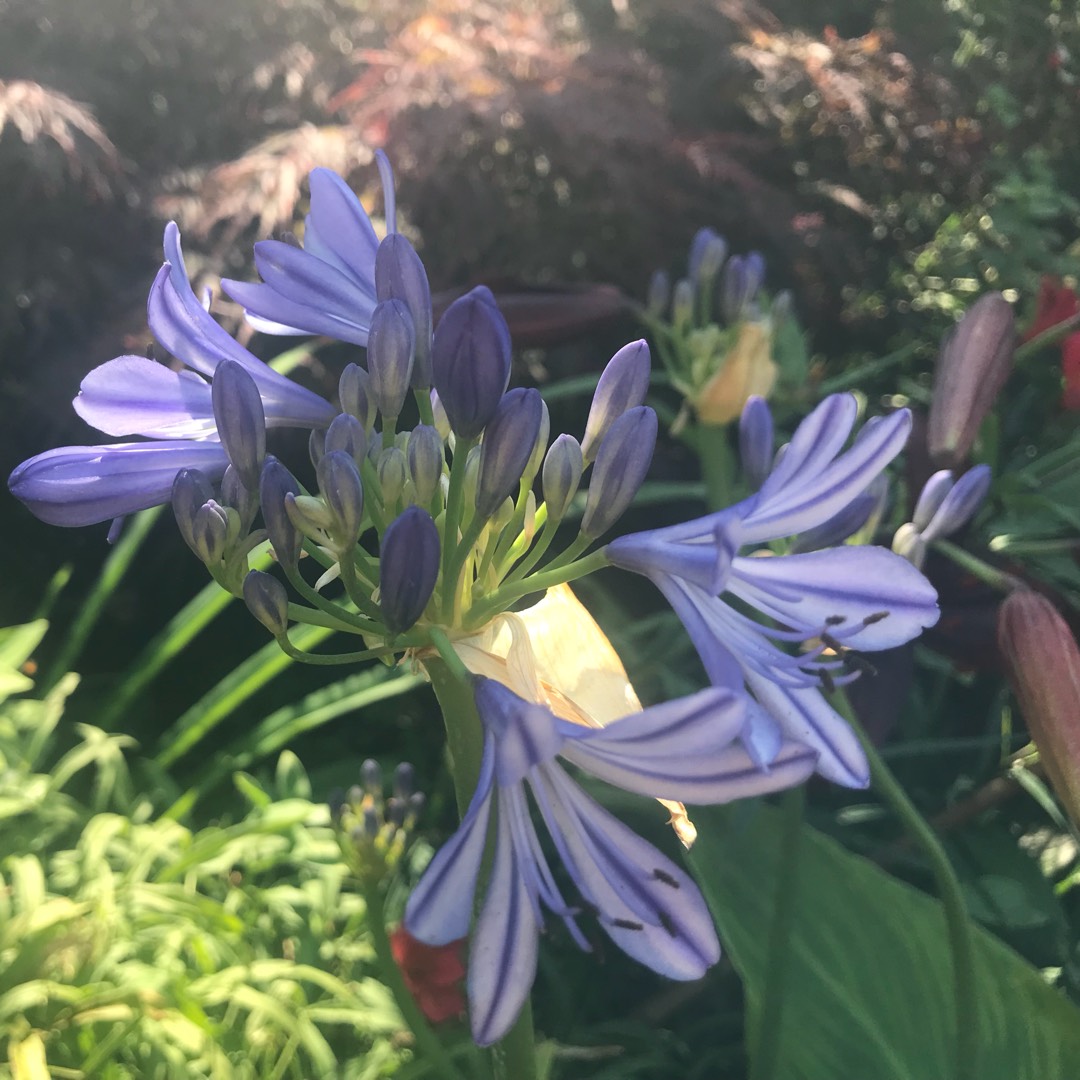 African Lily Stargazer in the GardenTags plant encyclopedia