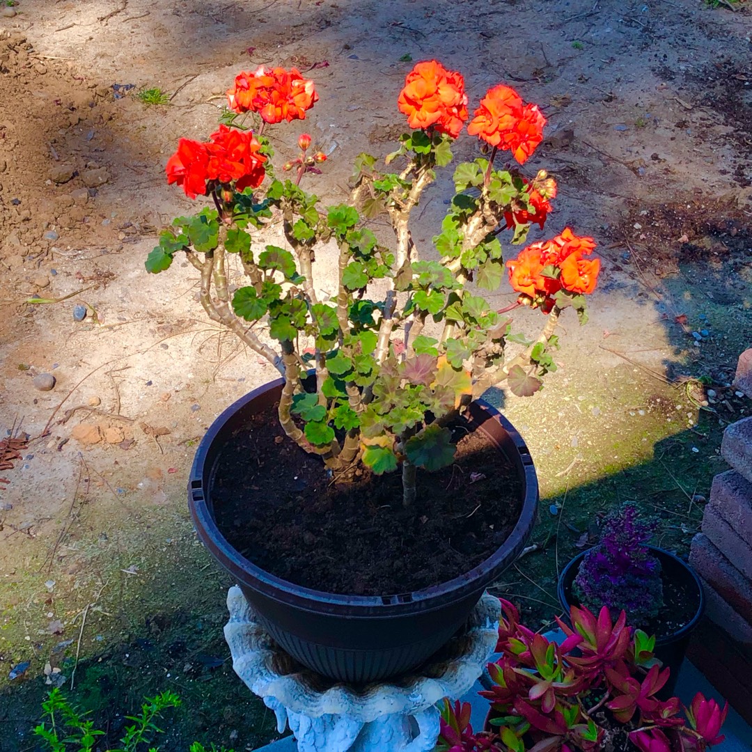 Pelargonium Anthony (Zonal Double) in the GardenTags plant encyclopedia