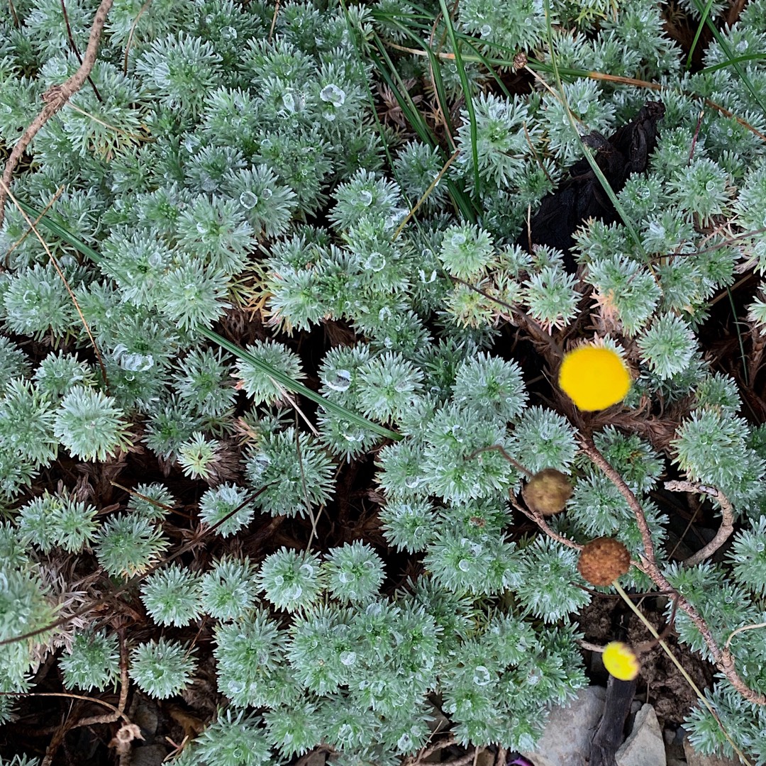 Leptinella hispida in the GardenTags plant encyclopedia