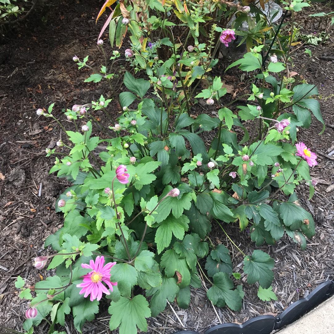 Japanese Anemone Pink Kiss in the GardenTags plant encyclopedia