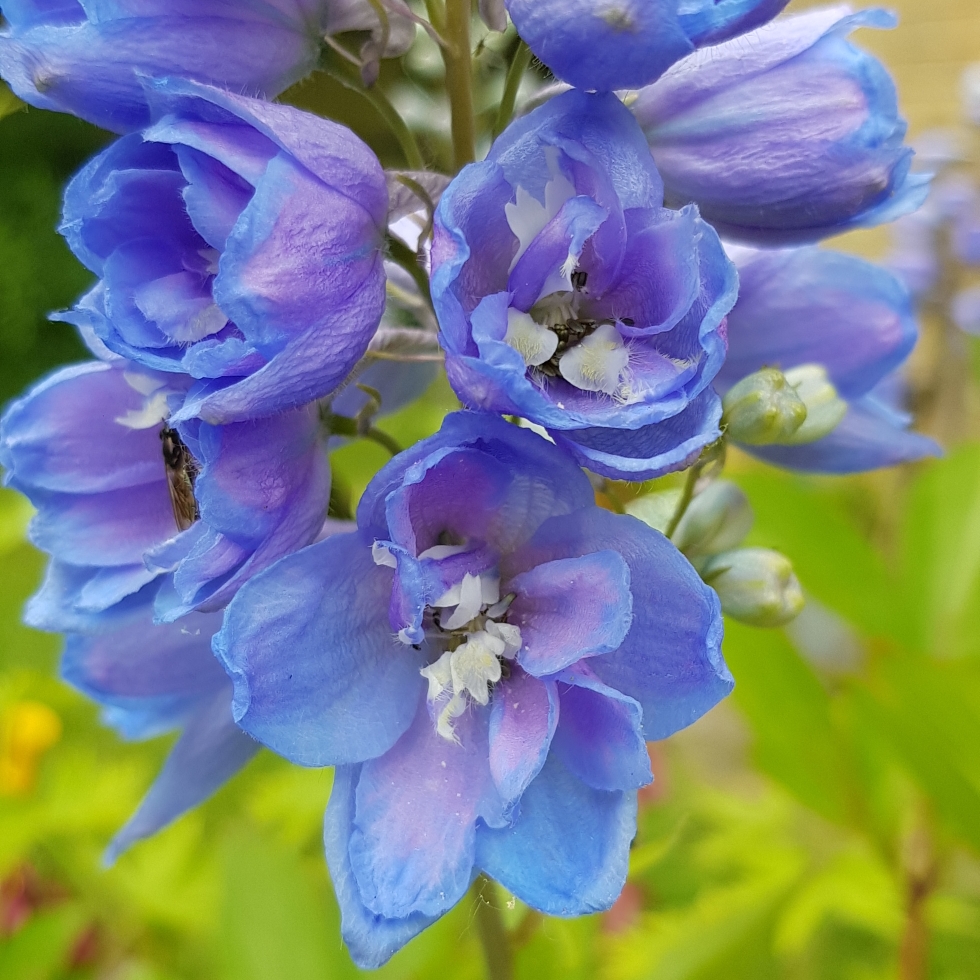 Delphinium Magic Fountains Series in the GardenTags plant encyclopedia