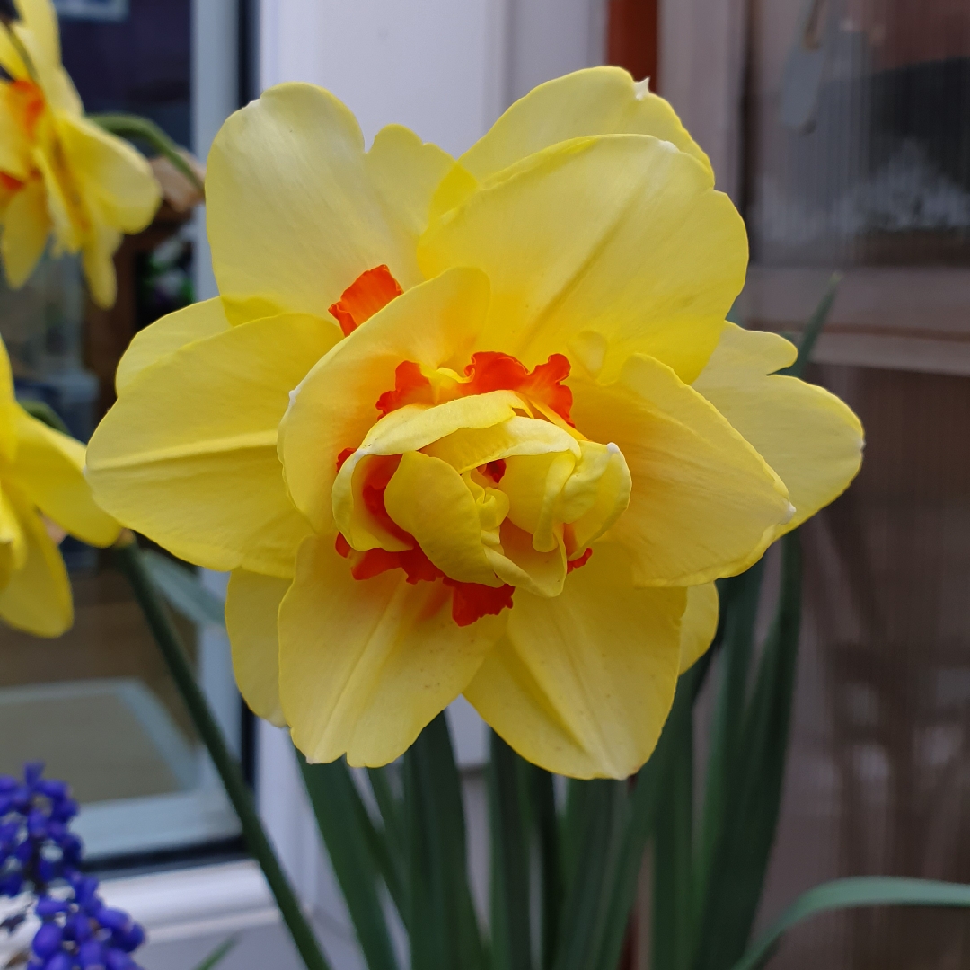 Daffodil Ice Wings (Triandrus) in the GardenTags plant encyclopedia