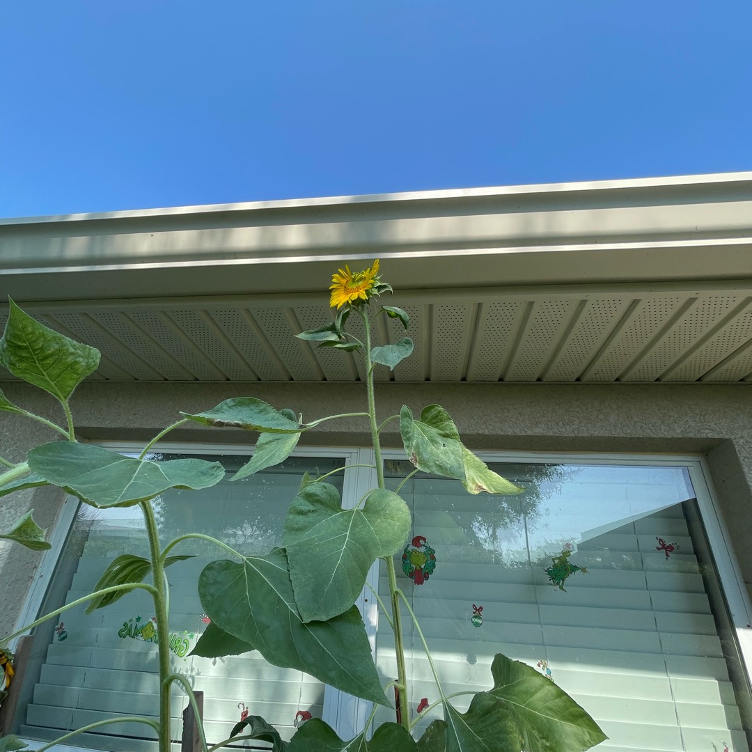 Mongolian Giant Sunflower in the GardenTags plant encyclopedia