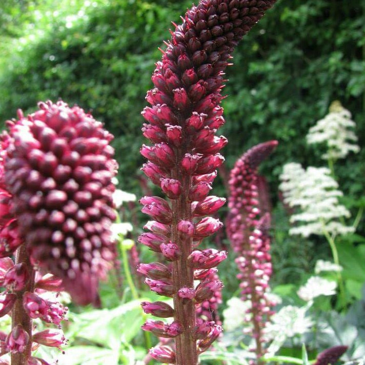 Burgundy Loosestrife in the GardenTags plant encyclopedia