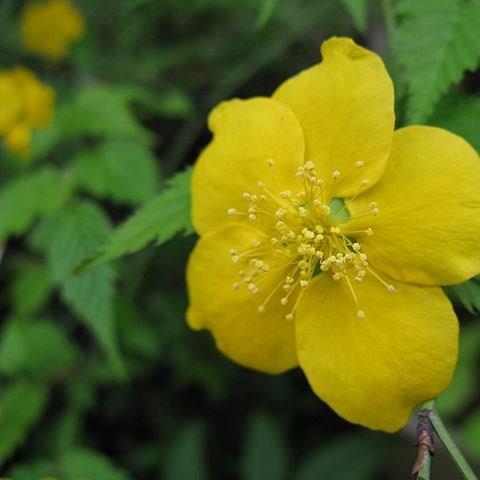 Japanese Rose in the GardenTags plant encyclopedia