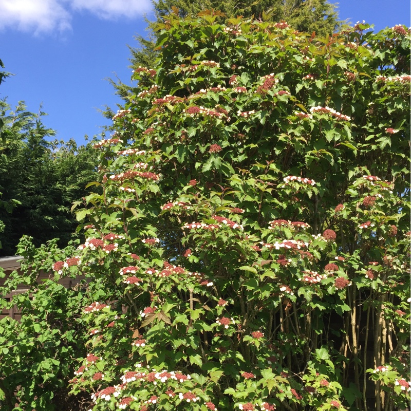 Sargent Viburnum Onondaga in the GardenTags plant encyclopedia