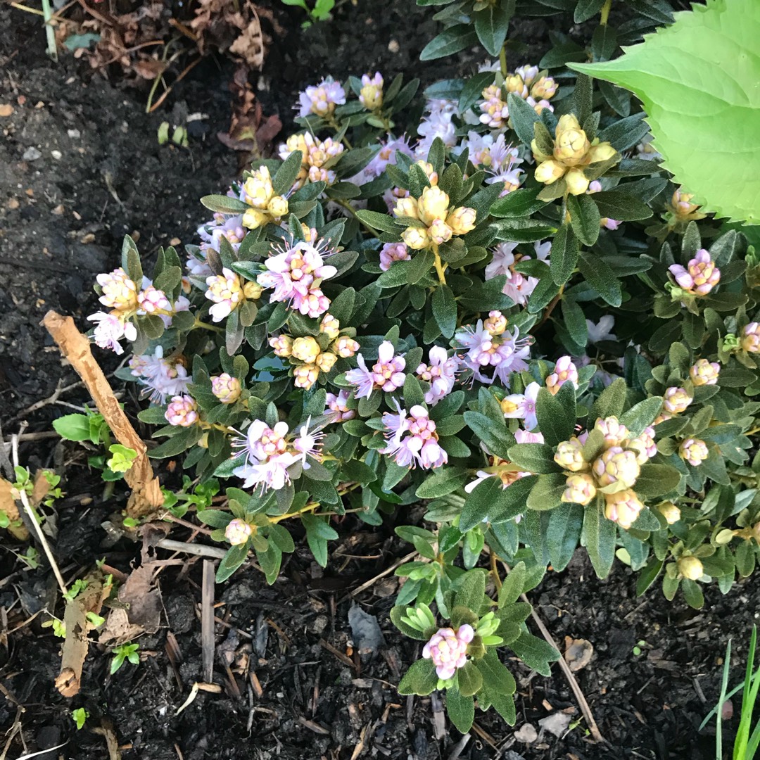 Dwarf Rhododendron Ginny Gee in the GardenTags plant encyclopedia