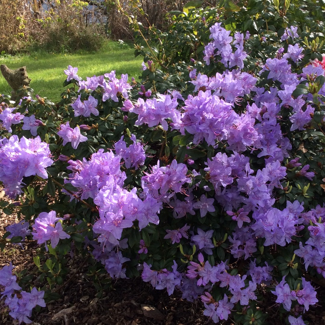 Rhododendron Blue Tit in the GardenTags plant encyclopedia