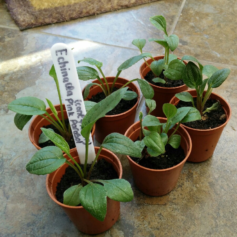 Coneflower Pink Parasol in the GardenTags plant encyclopedia