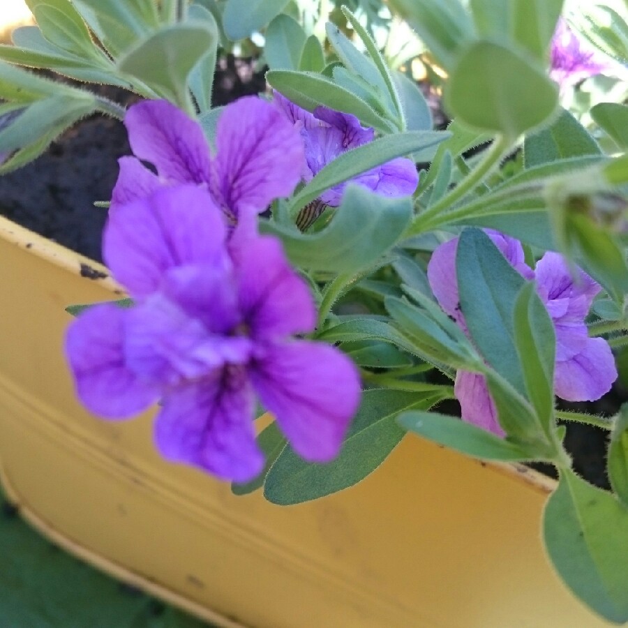 Double Lavender in the GardenTags plant encyclopedia