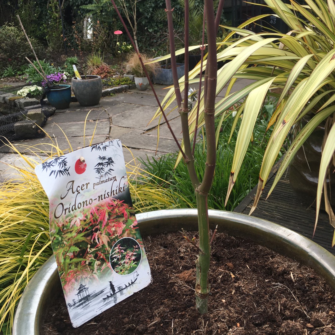 Japanese Maple Oridono Nishiki in the GardenTags plant encyclopedia