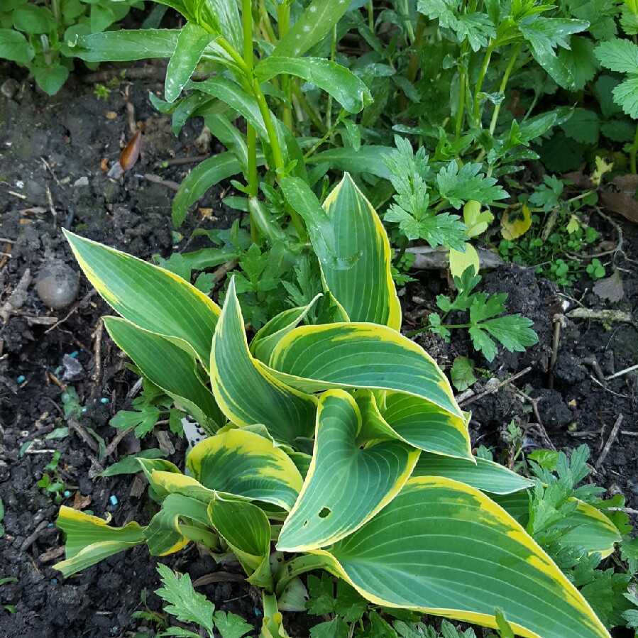 Plantain Lily First Frost in the GardenTags plant encyclopedia