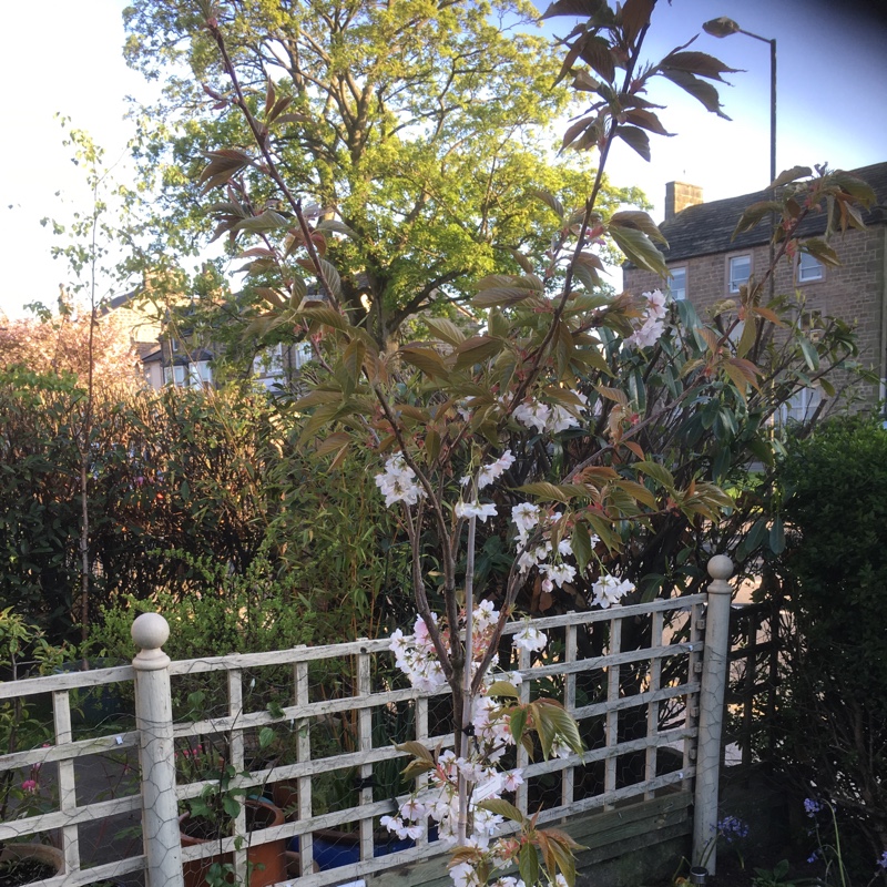 Flowering Cherry Fragrant Cloud in the GardenTags plant encyclopedia