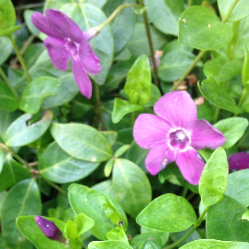 Lesser periwinkle Atropurpurea in the GardenTags plant encyclopedia