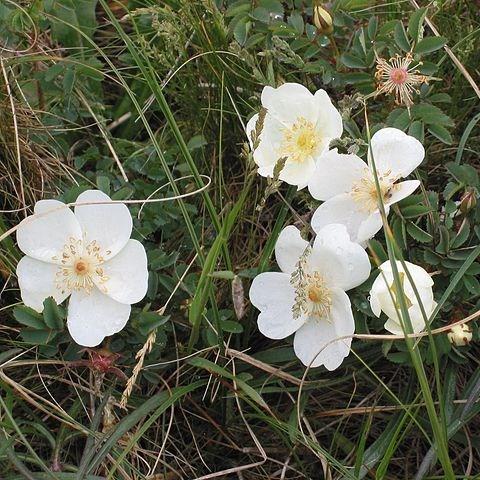 Rose (Species) Burnet Rose in the GardenTags plant encyclopedia