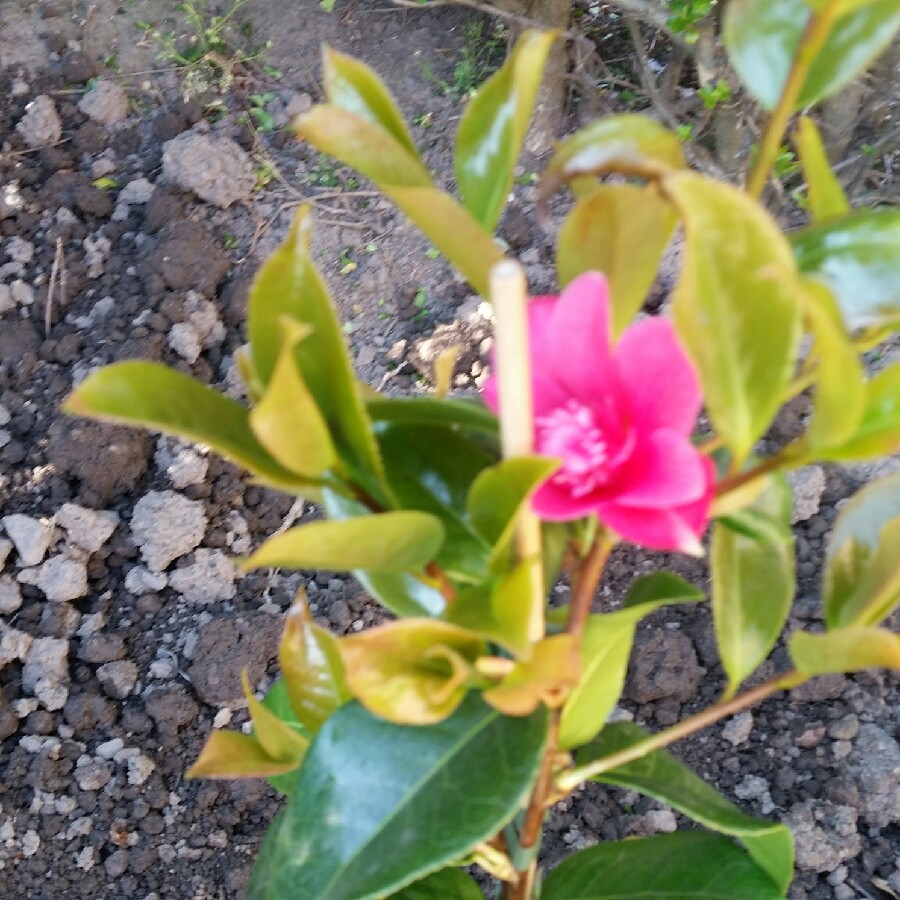 Camellia Anticipation in the GardenTags plant encyclopedia