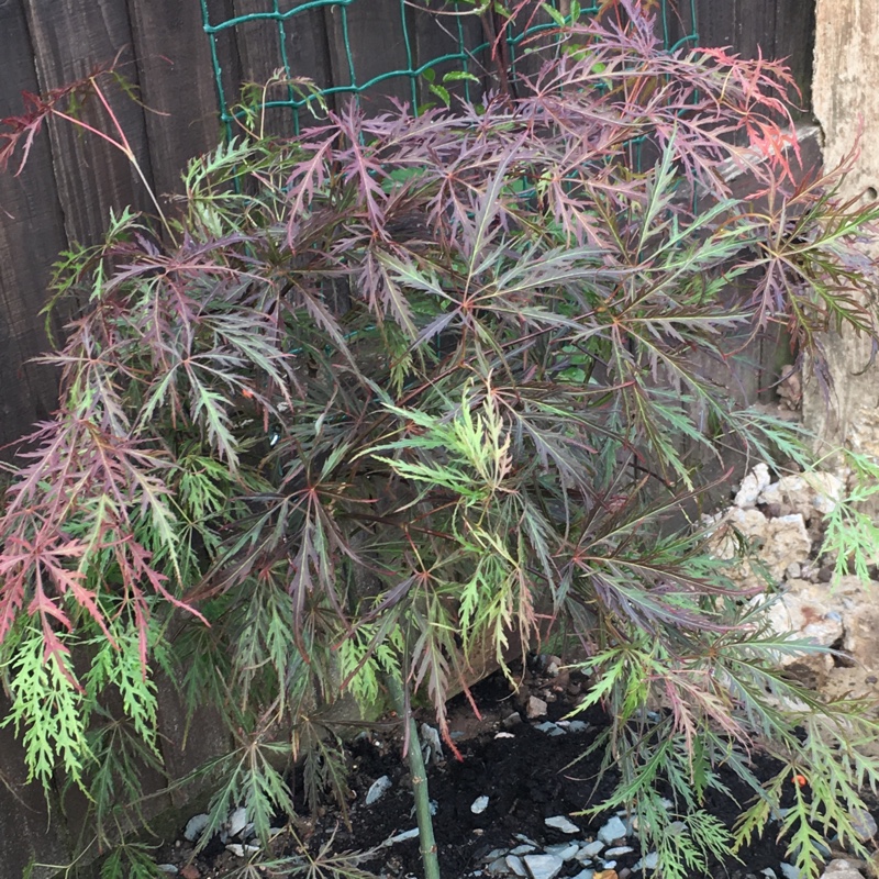 Cut Leaf Japanese Maple Garnet in the GardenTags plant encyclopedia