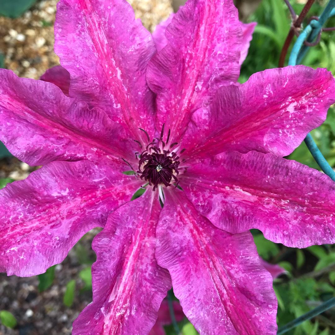 Clematis Carnaby in the GardenTags plant encyclopedia