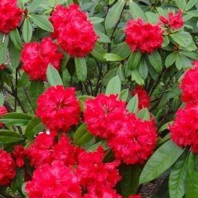 Rhododendron Taurus in the GardenTags plant encyclopedia