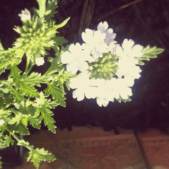 Verbena Aztec Silver Magic in the GardenTags plant encyclopedia