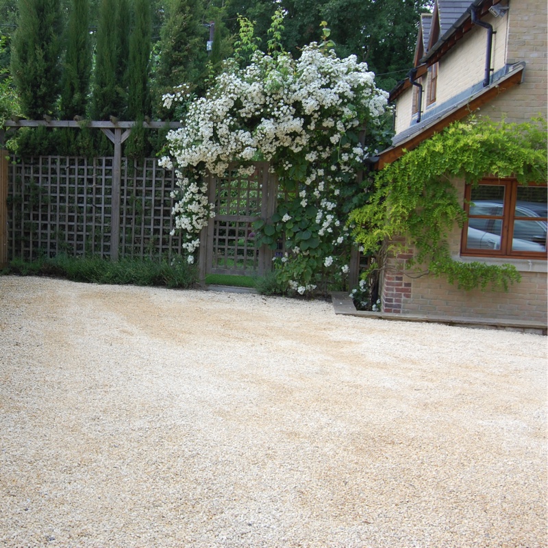 Rose Rambling Rector (Rambler) in the GardenTags plant encyclopedia