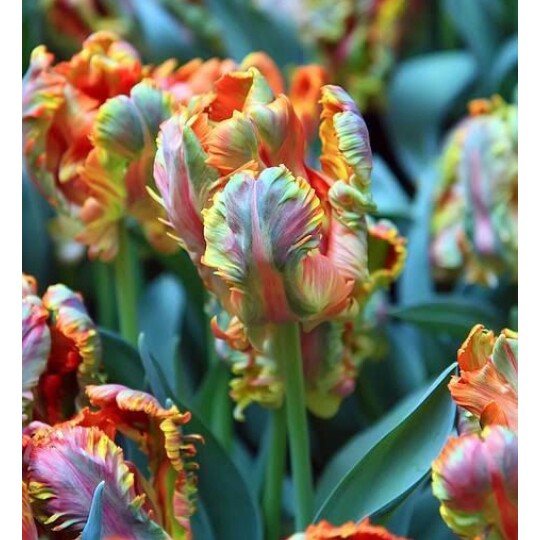 Tulip Blumex Favourite (Parrot) in the GardenTags plant encyclopedia