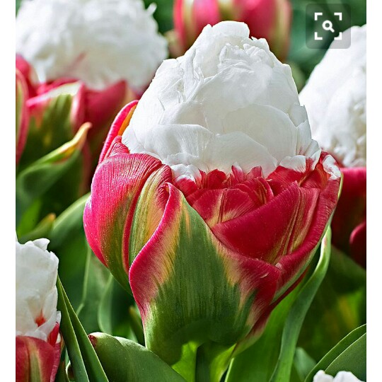 Tulip Ice Cream (Double Late) in the GardenTags plant encyclopedia