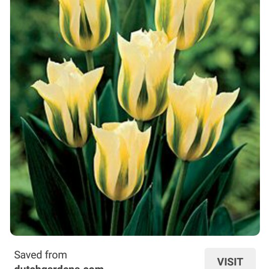 Tulip Greenstar (Lily-flowered) in the GardenTags plant encyclopedia