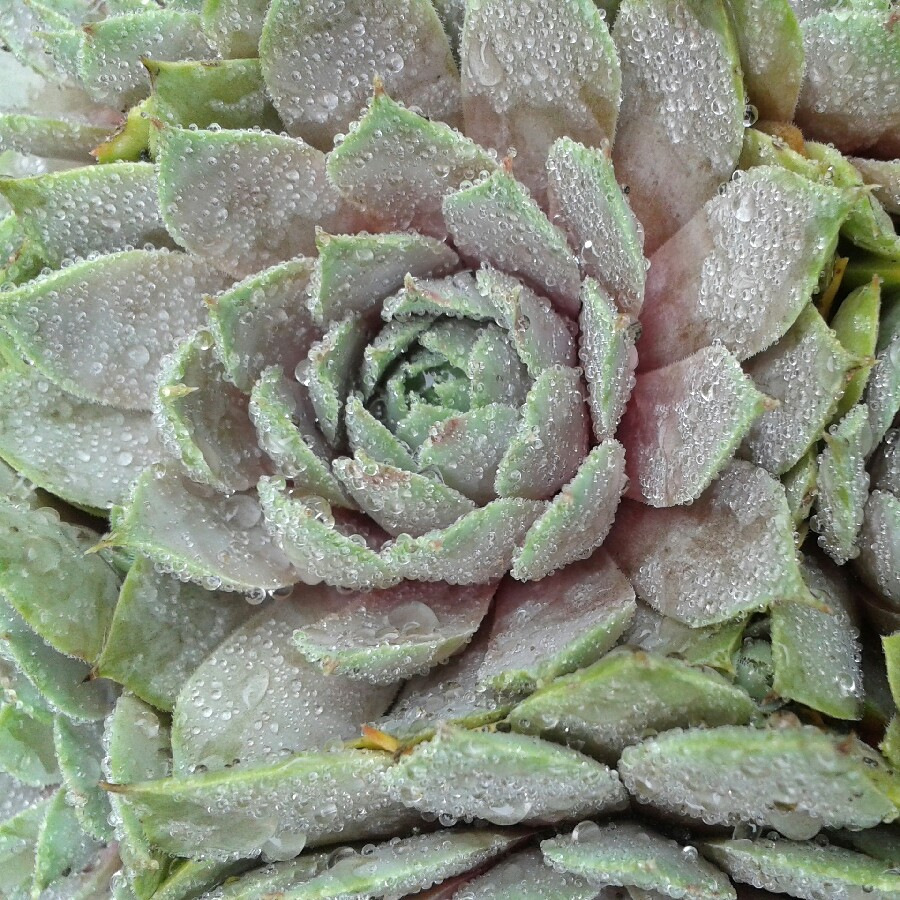 Sempervivum Lilac Time in the GardenTags plant encyclopedia